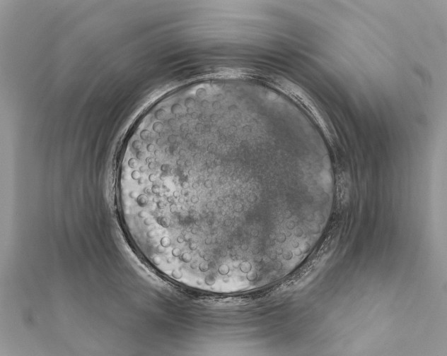 X0000111380851200908211338