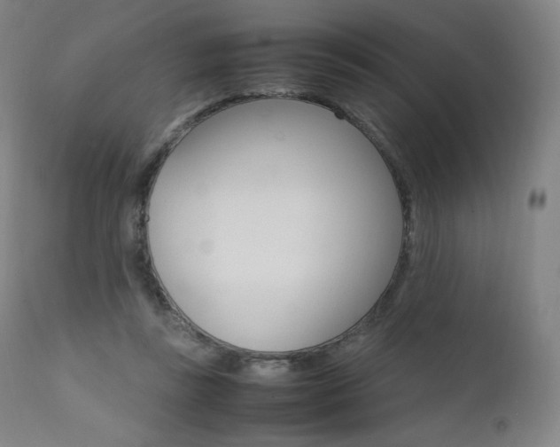 X0000111390355200907101006