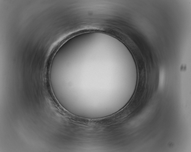 X0000111390388200907101006