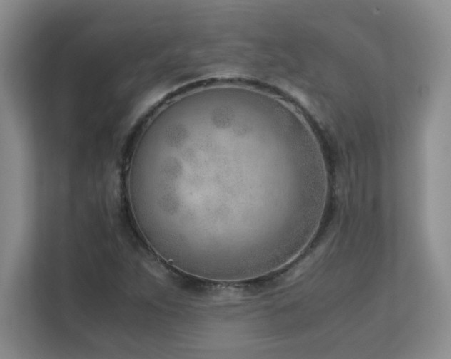 X0000111391263200907101139