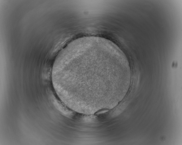 X0000111390576200907241336