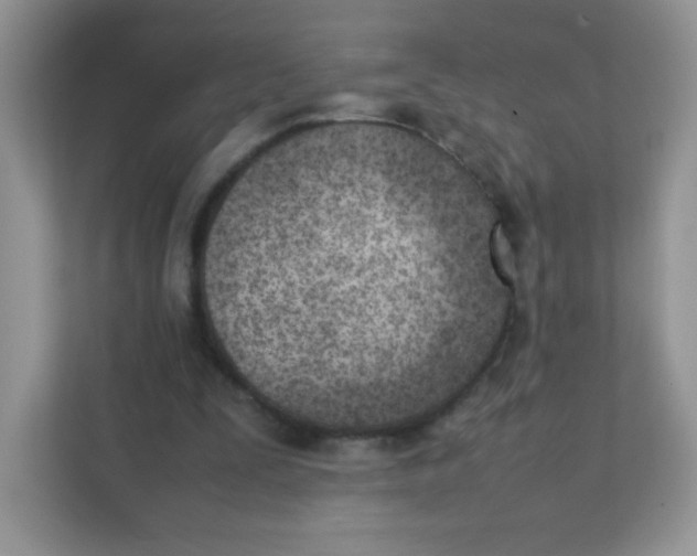 X0000111390295200907311119