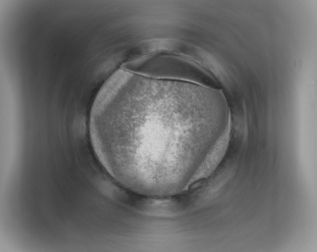 X0000111390401200907311118