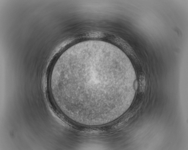 X0000111390726200908211401