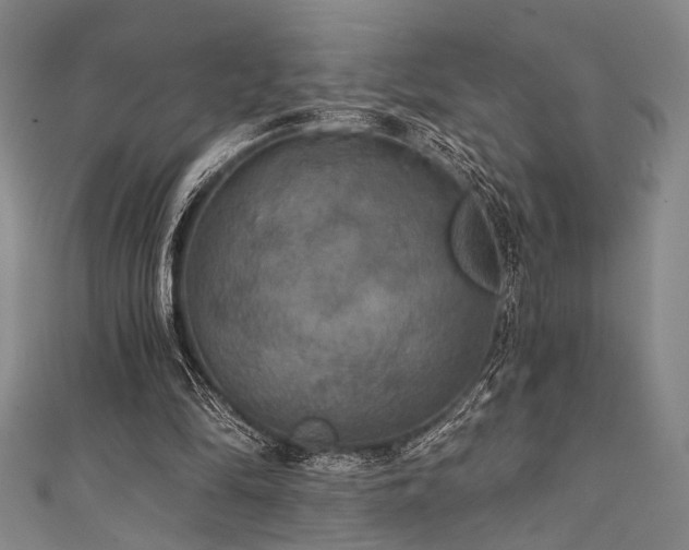 X0000111420294200907131208