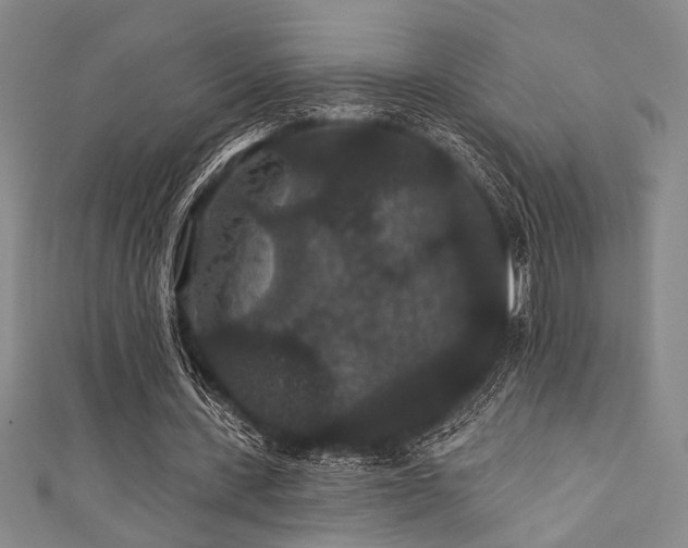 X0000111420531200907131204