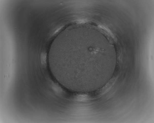 X0000111420066200907201056