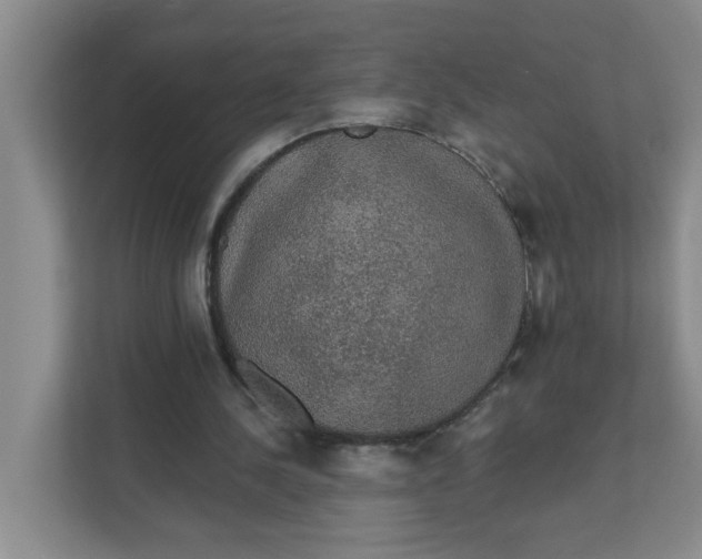 X0000111420244200908031310