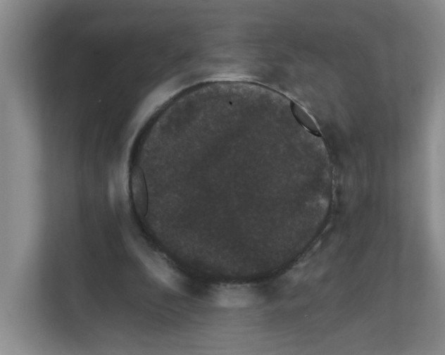X0000111420296200908031310