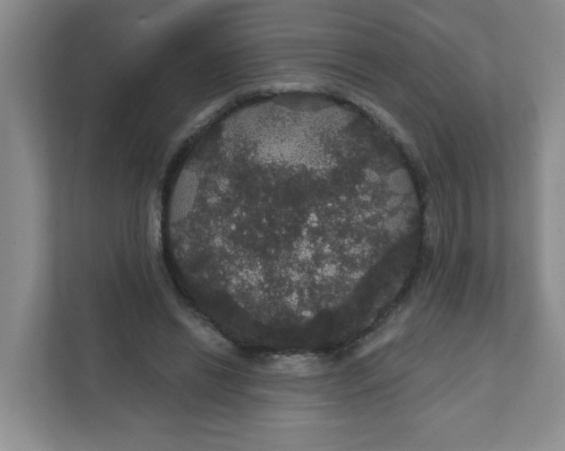 X0000111420446200908031308