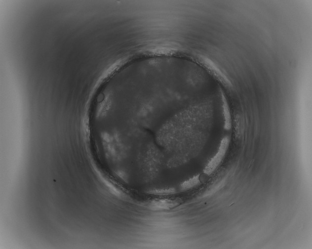 X0000111420634200908031305