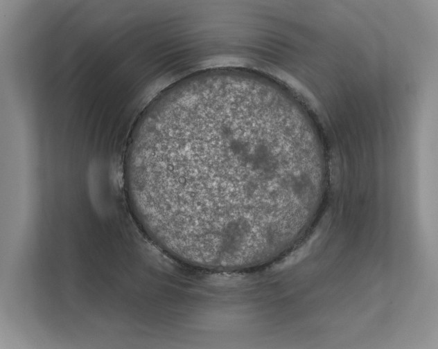 X0000111420929200908031302