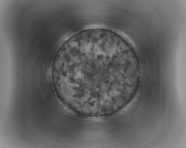 X0000111420937200908031302