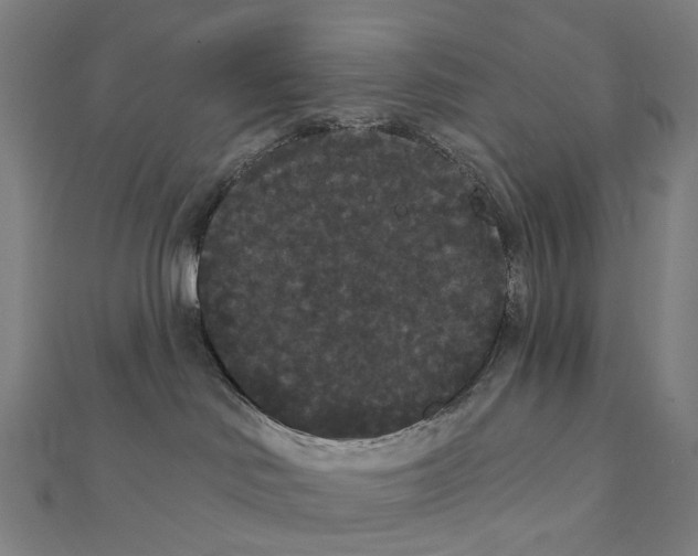 X0000111420046200908101105