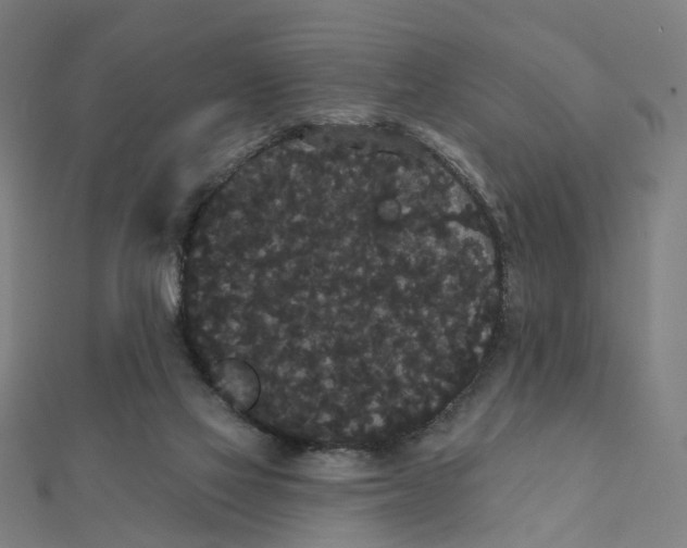 X0000111420069200908101104