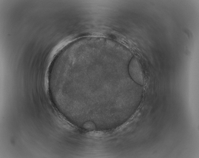 X0000111420294200908101101
