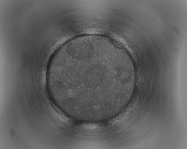 X0000111420299200908101101