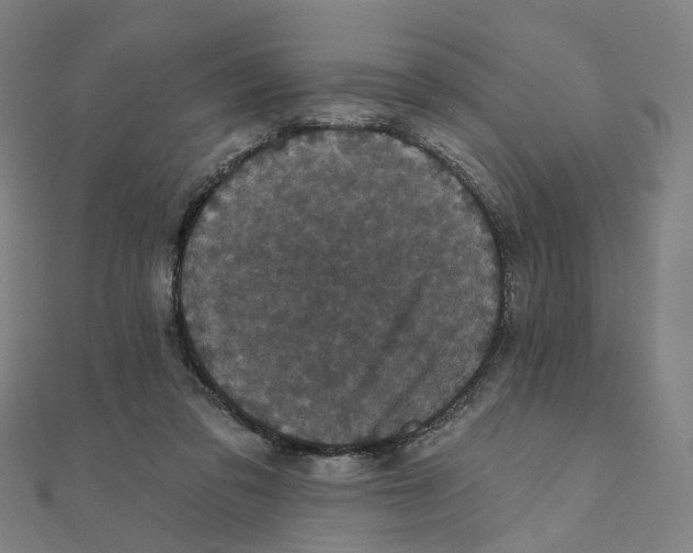X0000111420309200908101101