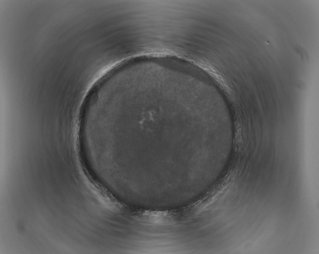 X0000111420440200908101059