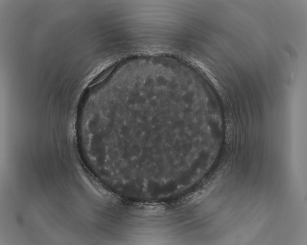 X0000111420443200908101059