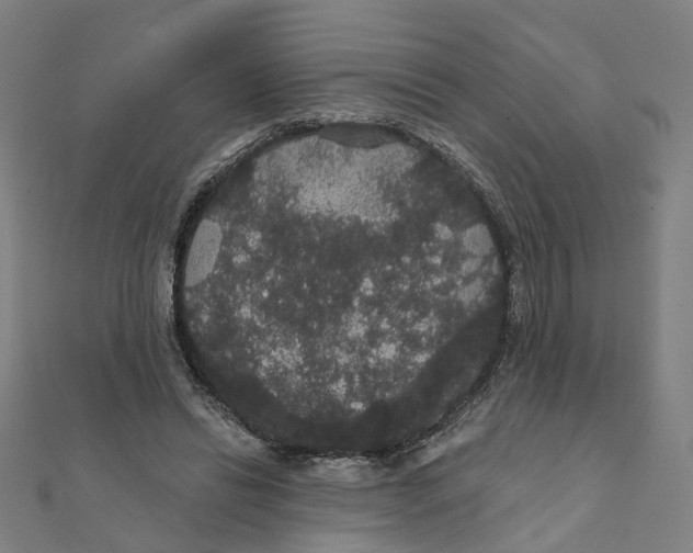 X0000111420446200908101059