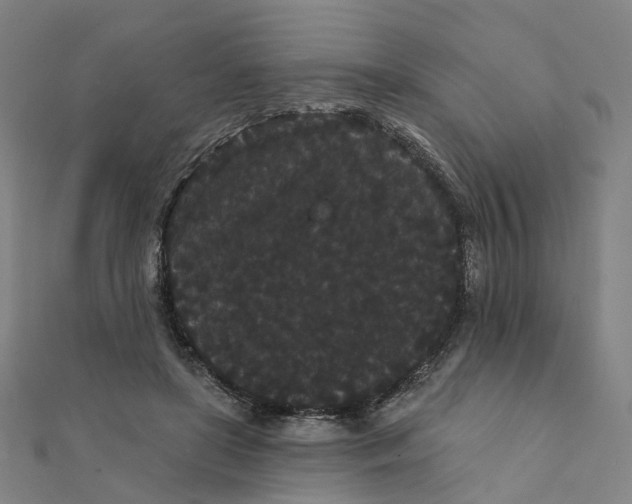 X0000111420451200908101059