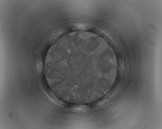 X0000111420459200908101059