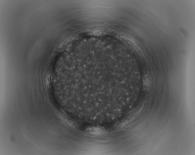 X0000111420503200908101059