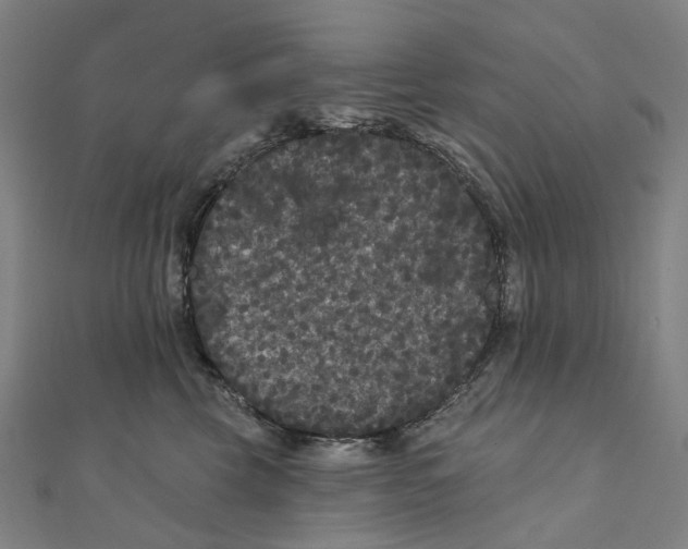 X0000111420569200908101058