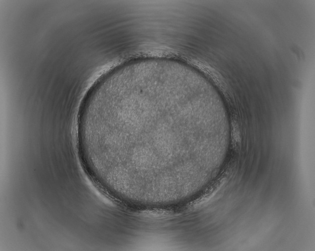 X0000111420630200908101056