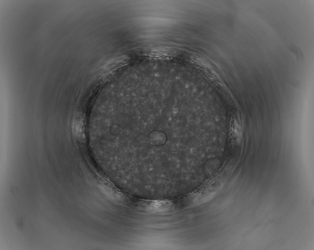 X0000111420663200908101057
