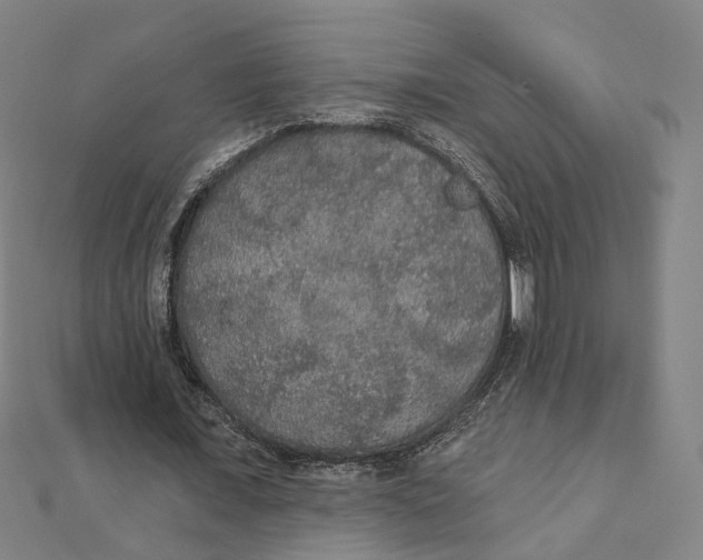 X0000111420675200908101056