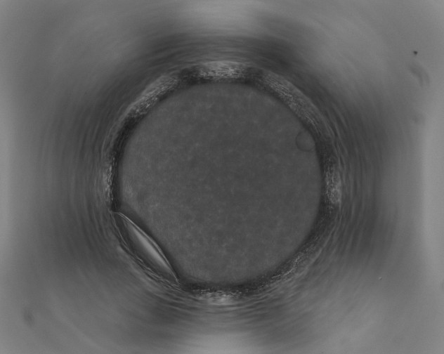 X0000111420735200908101055