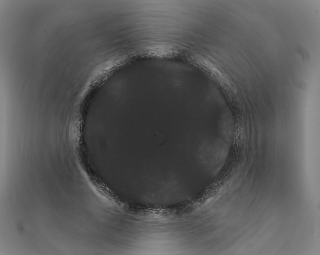 X0000111420736200908101055