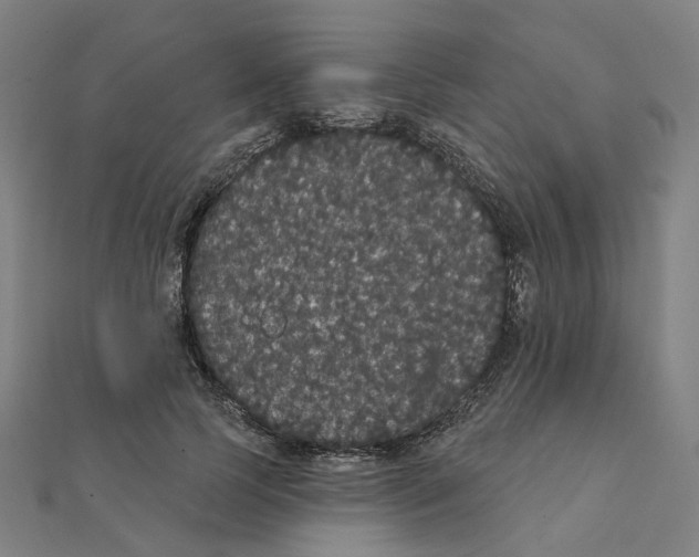 X0000111420745200908101055