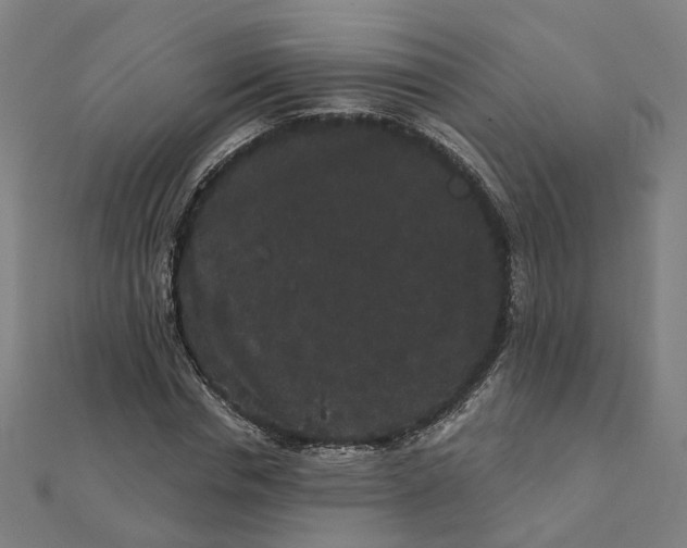 X0000111420826200908101054