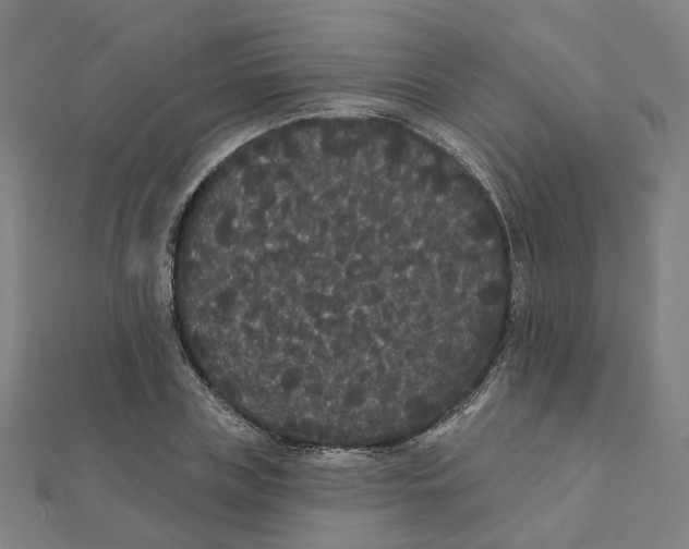 X0000111420835200908101054