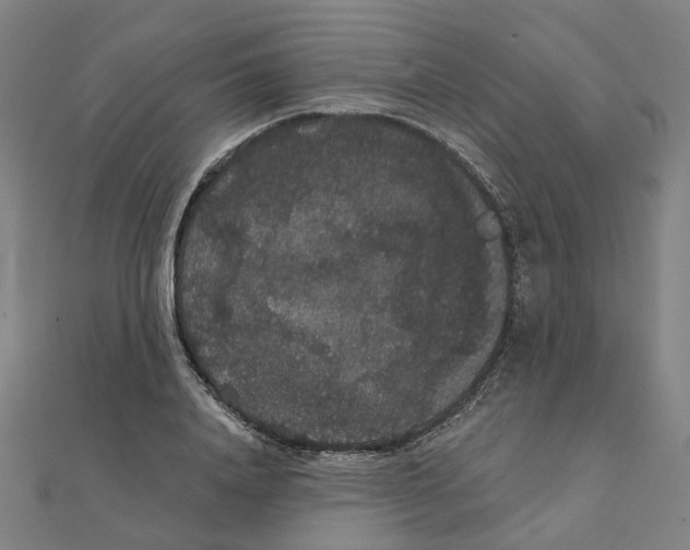 X0000111420840200908101054