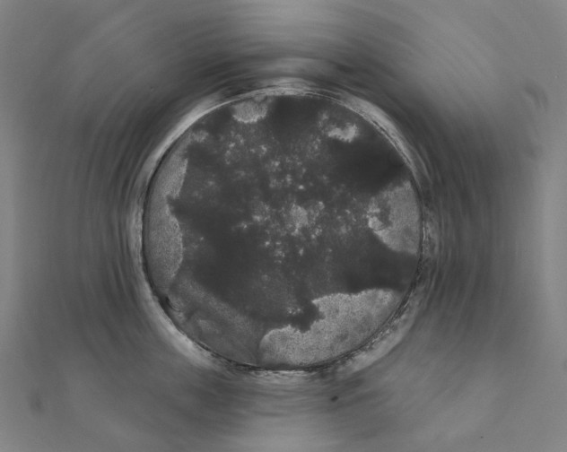 X0000111420859200908101054