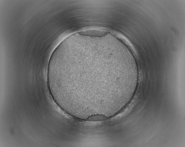 X0000111420860200908101054