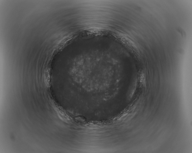 X0000111420868200908101054