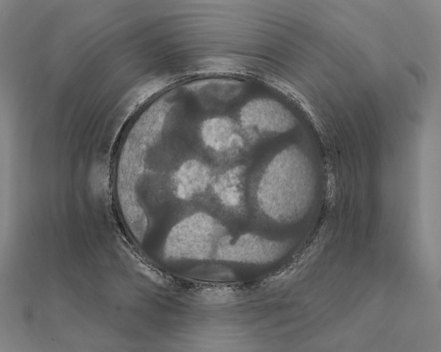 X0000111420882200908101053