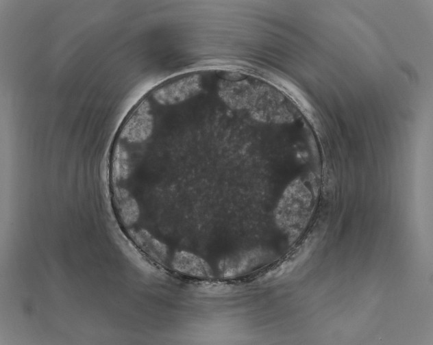 X0000111420907200908101053