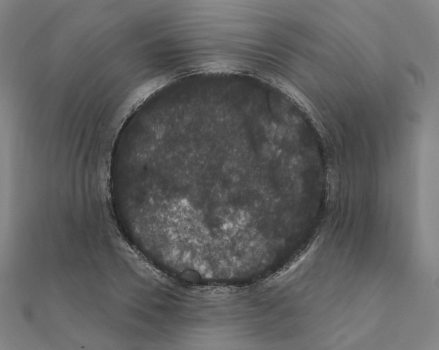 X0000111420930200908101053