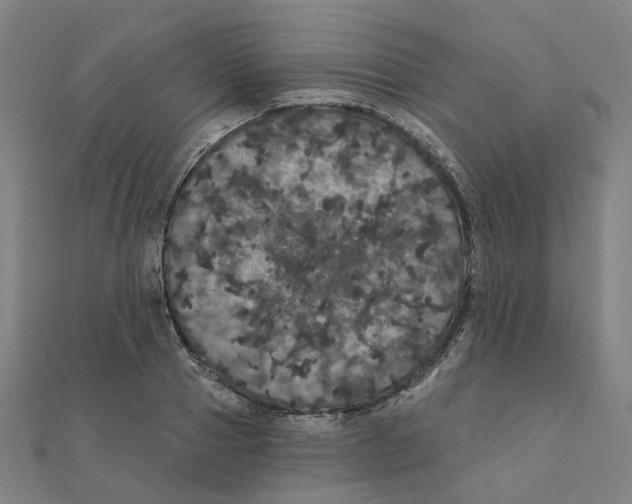 X0000111420937200908101053
