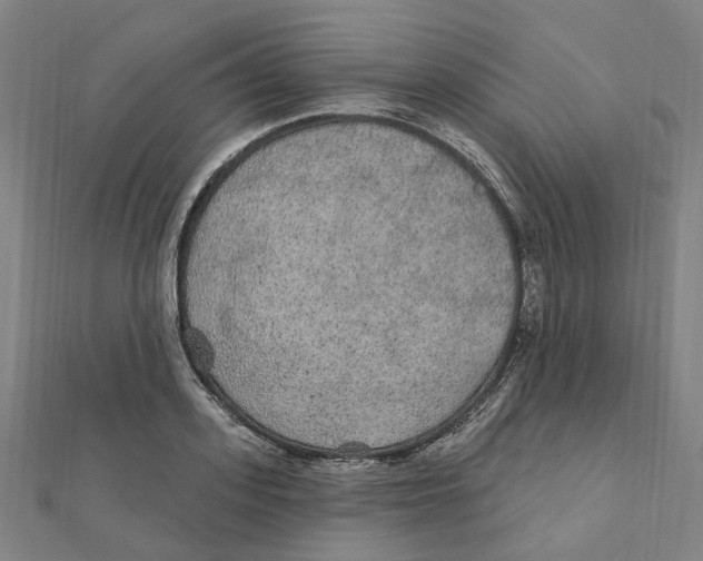 X0000111420939200908101053
