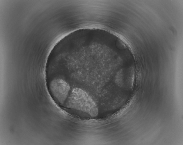 X0000111420943200908101053