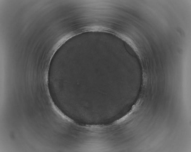 X0000111420946200908101053