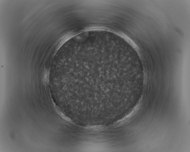 X0000111420953200908101053
