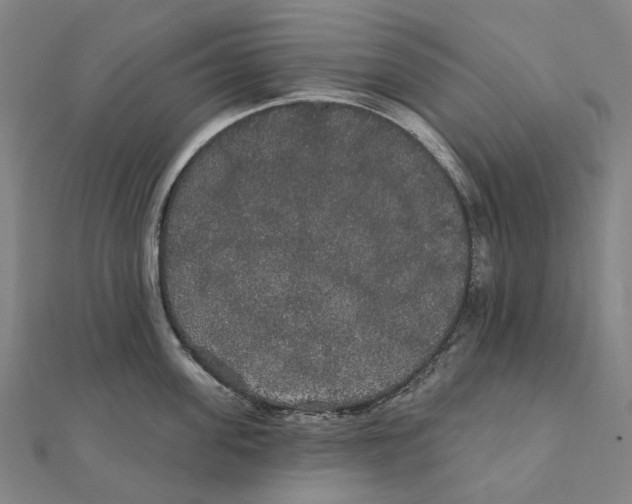 X0000111420955200908101053